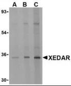 Anti-XEDAR antibody used in Western Blot (WB). GTX38774