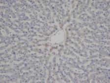 Anti-VWF antibody [RFF-VIII R/1] used in IHC (Paraffin sections) (IHC-P). GTX38799