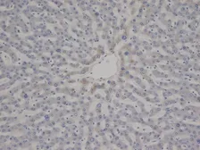 Anti-VWF antibody [RFF-VIII R/1] used in IHC (Paraffin sections) (IHC-P). GTX38799