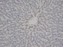 Anti-VWF antibody [RFF-VIII R/1] used in IHC (Paraffin sections) (IHC-P). GTX38800