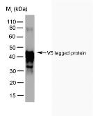 Anti-V5 tag antibody [SV5-Pk5] used in Western Blot (WB). GTX38819