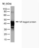 Anti-V5 tag antibody [SV5-Pk5] used in Western Blot (WB). GTX38820