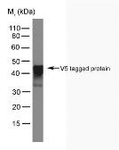 Anti-V5 tag antibody [SV5-Pk4] used in Western Blot (WB). GTX38821