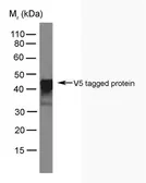Anti-V5 tag antibody [SV5-Pk4] used in Western Blot (WB). GTX38821