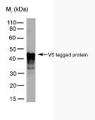 Anti-V5 tag antibody [SV5-Pk3] used in Western Blot (WB). GTX38824