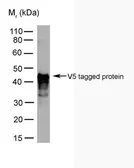 Anti-V5 tag antibody [SV5-Pk3] used in Western Blot (WB). GTX38824