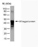Anti-V5 tag antibody [SV5-Pk2] used in Western Blot (WB). GTX38825