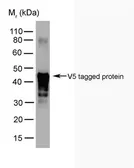 Anti-V5 tag antibody [SV5-Pk2] used in Western Blot (WB). GTX38825