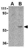 Anti-FAIM3 antibody, C-term used in Western Blot (WB). GTX38905