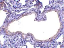 Anti-SLPI antibody used in IHC (Paraffin sections) (IHC-P). GTX39074