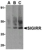Anti-SIGIRR antibody, C-term used in Western Blot (WB). GTX39096