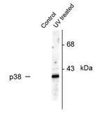 Anti-p38 MAPK (phospho Thr180/Tyr182) antibody used in Western Blot (WB). GTX39488