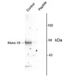 Anti-Munc18-1 (phospho Ser515) antibody used in Western Blot (WB). GTX39631