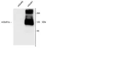 Anti-mGluR1 antibody used in Western Blot (WB). GTX39713