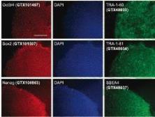 easy iPSC + Antibody Sample Kit. GTX400002
