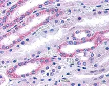 Anti-Guanylate Cyclase antibody [GC25] used in Immunohistochemistry (IHC). GTX40042