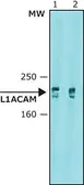 Anti-L1CAM antibody [UJ127.11] used in Western Blot (WB). GTX40148