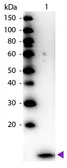 Anti-beta 2 Microglobulin antibody (HRP) used in Western Blot (WB). GTX40576