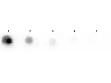 Anti-Penicillinase antibody (Biotin) used in Dot blot (Dot). GTX40594