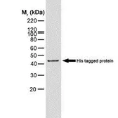 Anti-6X His tag antibody [AD1.1.10] used in Western Blot (WB). GTX40626