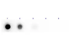 Anti-Beta Amylase antibody (Biotin) used in Dot blot (Dot). GTX40638