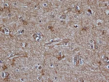 Anti-GFAP antibody [2E1] used in IHC (Paraffin sections) (IHC-P). GTX40988