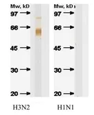 Anti-Influenza A virus H3 HA (Hemagglutinin) antibody [B264M] used in Western Blot (WB). GTX41127
