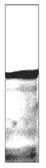 Anti-Epac1 antibody used in Western Blot (WB). GTX41235