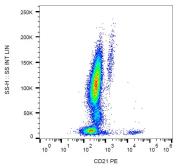 Anti-CD21 antibody [LT21] (PE) used in Flow cytometry (FACS). GTX41346