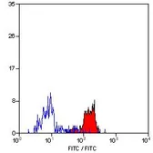 Anti-Dectin-1 antibody [2A11] used in Flow cytometry (FCM). GTX41467