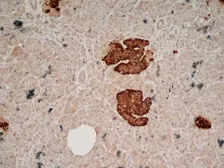 Anti-Chromogranin A antibody [LK2H10] used in IHC (Frozen sections) (IHC-Fr). GTX41688