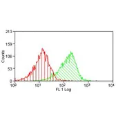 Anti-CD98 antibody [H202-529.4.1.4] used in Flow cytometry (FCM). GTX41742