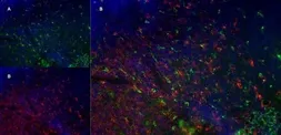 Anti-CD68 antibody [FA-11] used in IHC (Frozen sections) (IHC-Fr). GTX41864