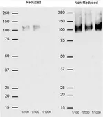 Anti-CD68 antibody [FA-11] used in Western Blot (WB). GTX41865