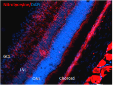 Anti-Nitrotyrosine antibody [39B6] used in Western Blot (WB). GTX41979