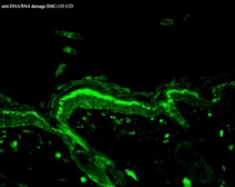 Anti-8-Hydroxyguanosine antibody [15A3] used in IHC (Paraffin sections) (IHC-P). GTX41980