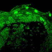 Anti-Cav1.3 antibody [S48A-9] used in Immunocytochemistry/ Immunofluorescence (ICC/IF). GTX41982