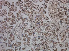Anti-CD34 antibody [QBEnd/10] used in IHC (Paraffin sections) (IHC-P). GTX42056