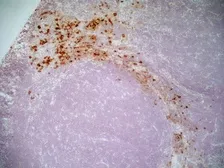 Anti-CD163 antibody [ED2] used in IHC (Frozen sections) (IHC-Fr). GTX42366