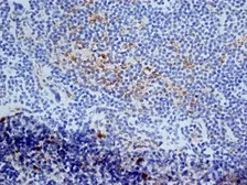 Anti-CD13 antibody [ER-BMDM1] used in IHC (Frozen sections) (IHC-Fr). GTX42443