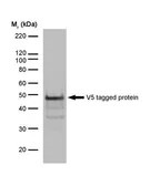 Anti-V5 tag antibody [SV5-Pk1] used in Western Blot (WB). GTX42525