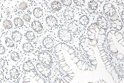 Anti-CCL25 antibody used in IHC (Paraffin sections) (IHC-P). GTX42535