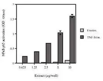 Anti-Chk1 antibody [DCS-310] used in  (). GTX42610