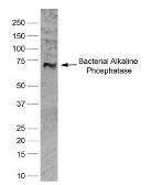 Anti-Alkaline Phosphatase antibody [BGN/03/662] used in Western Blot (WB). GTX42809
