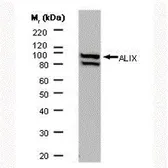 Anti-ALIX antibody [3A9] used in Western Blot (WB). GTX42812