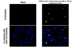 SARS-CoV-2 (COVID-19) Spike (Omicron BA.4 / BA.5) FFPE 293T Cell Pellet Block. GTX437396