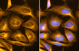 FSD Fluor&trade; 594 Antibody Labeling Kit. GTX440417