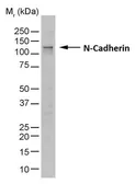 Anti-N-Cadherin antibody [13A9] used in Western Blot (WB). GTX44601