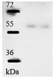 Anti-CLK4 antibody, N-term used in Western Blot (WB). GTX44602