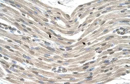 Anti-CDX4 antibody, Internal used in IHC (Paraffin sections) (IHC-P). GTX44604